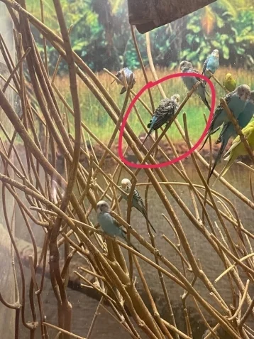 Фото: В КемГУ прокомментировали сообщения о жестоком обращении с попугаями в живом уголке 1
