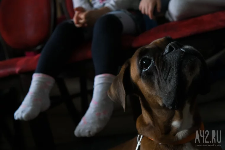 Фото: Доктор пёс. Как волонтёры с собаками учат детей с инвалидностью ходить и говорить 13