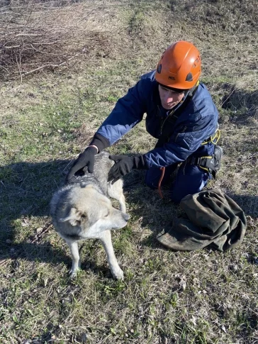 Фото: В Новокузнецке спасатели достали собаку из 12-метрового колодца 3