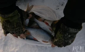 Подсекай: как проходит зимняя рыбалка на Томи