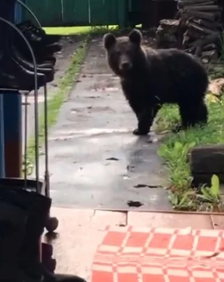 Фото: В Междуреченске медвежонок забрался во двор жилого дома 1
