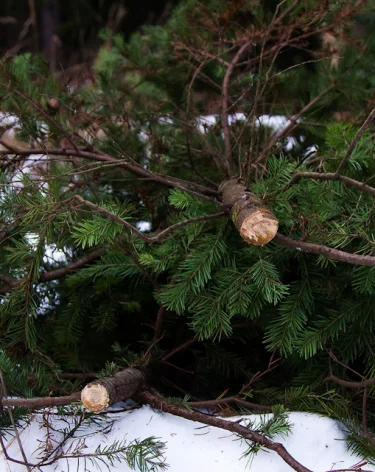 Власти: в Кузбассе ёлочным браконьерам грозит конфискация автомобилей