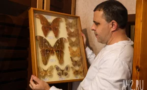 Полгода жил батраком в Таиланде, ловил бабочек в Перу, спасался от гигантских пиявок во Вьетнаме: как кемеровский энтомолог собрал 250 тысяч насекомых