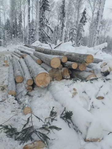 Фото: В Кузбассе предприниматель тайком рубил лес: ущерб превысил 1 млн рублей 2
