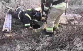 В Северной Осетии собака провалилась в глубокий колодец