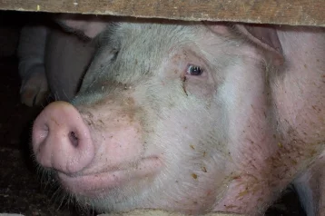 Фото: Медики будут пересаживать детям органы свиней 1