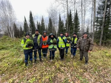 Фото: 260 тысяч деревьев: «Разрез Кийзасский» завершил ежегодное компенсационное лесовосстановление в Кузбассе 1