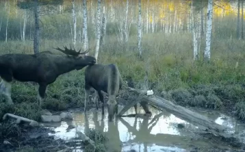 Фото: В российском нацпарке засняли ухаживания лосей 1