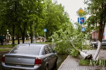 Фото: В центре Кемерова ураган повалил несколько деревьев и сорвал шифер с крыш 1