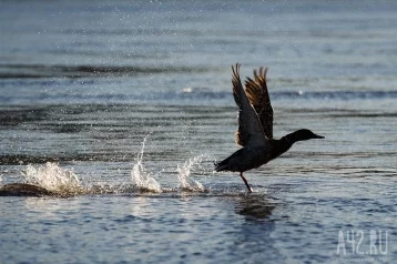 Фото: В Кузбассе сезон охоты на водоплавающую дичь откроют с 17 августа 1