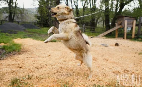 Детям теперь нельзя: в Кузбассе сделали строже правила выгула собак
