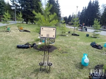 Фото: Дирижёр Валерий Гергиев посадил в Кемерове деревья  1