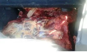 В Кемерове сотрудники ГИБДД остановили перевозчика, который вёз на рынок опасное мясо
