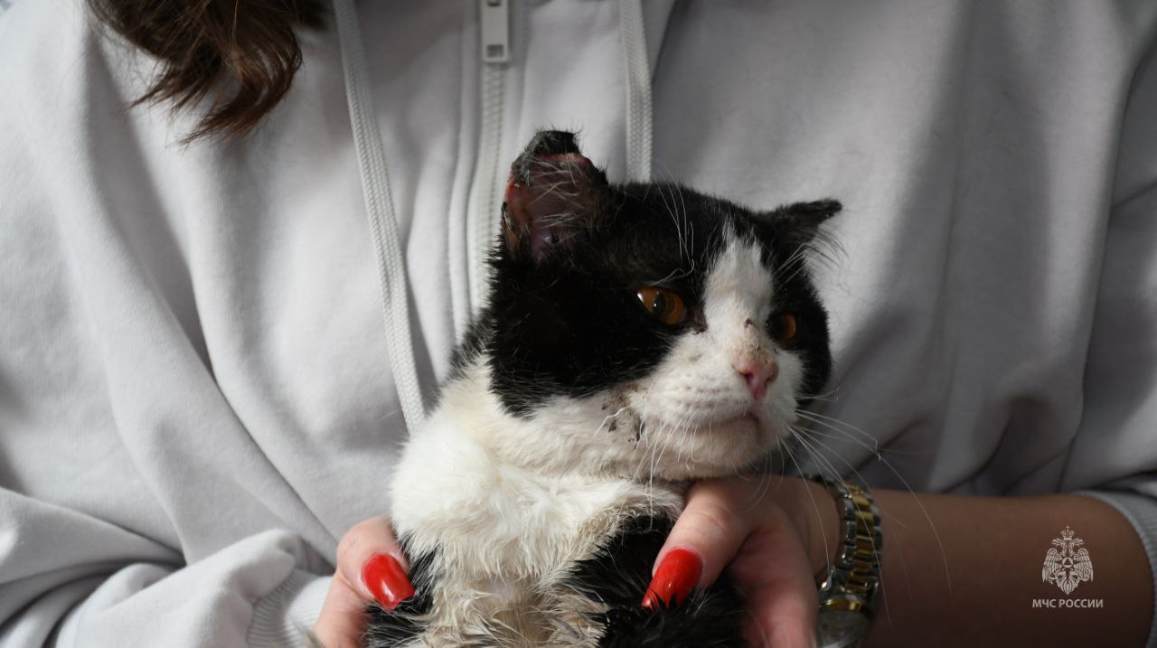 В Кемерове огнеборцы спасли надышавшегося дымом кота 