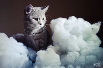 Фото: Российские учёные создают первую в мире вакцину от аллергии на кошек 1