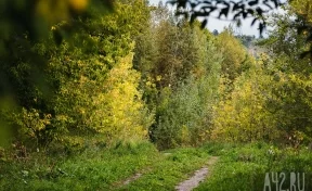 В Новокузнецке не выделили бюджетных средств на покос травы и обрезку кустов