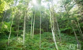 В Кузбассе лесничий допустил незаконную вырубку леса и получил штраф за халатность