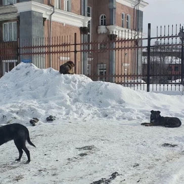 Фото: «Ситуация критическая»: Сергей Кузнецов рассказал о работе с бездомными собаками в Новокузнецке 3
