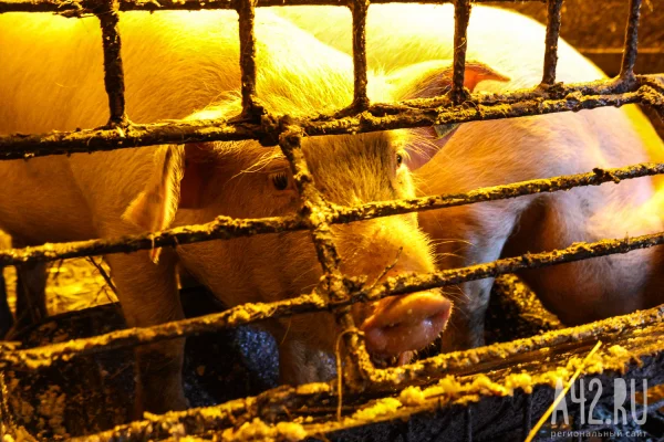 В одном из сёл Кузбасса ввели карантин по бешенству на 60 дней