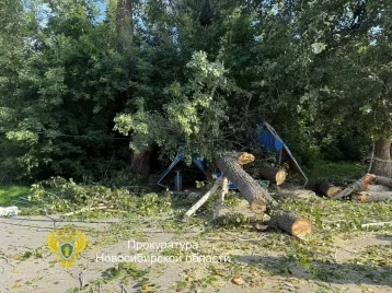 Фото: В Новосибирске дерево упало на остановку, пострадали три человека 1