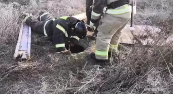 Фото: В Северной Осетии собака провалилась в глубокий колодец 1