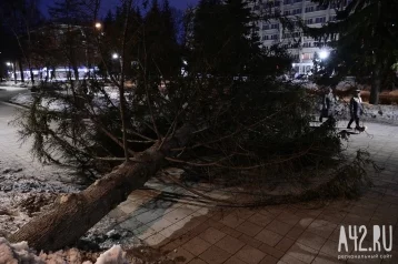 Фото: Ураганный ветер повалил дерево в центре Кемерова  1