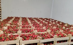 В Кузбасс из Киргизии привезли более 5 тонн свежей клубники 
