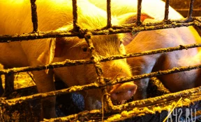 В одном из сёл Кузбасса ввели карантин по бешенству на 60 дней