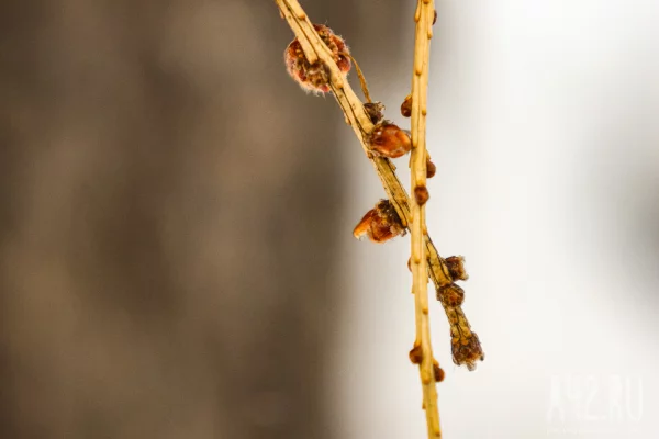 Никонов день: приметы на 5 апреля