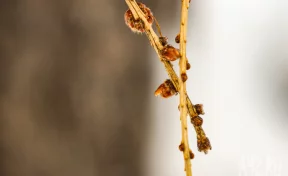 Никонов день: приметы на 5 апреля