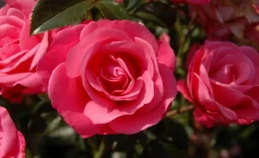 В Кузбассе продавали неизвестные саженцы роз