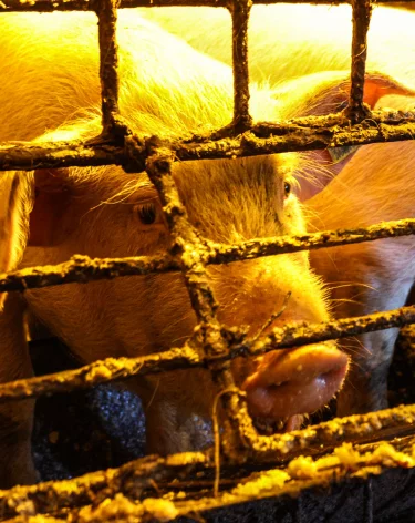 В одном из сёл Кузбасса ввели карантин по бешенству на 60 дней