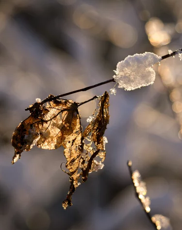Спиридонов день: народные приметы на 25 декабря