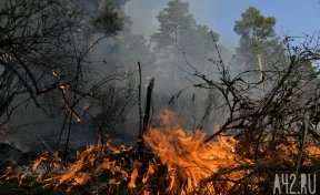 В Кузбассе спутник будет сообщать о лесных пожарах и юбилее региона