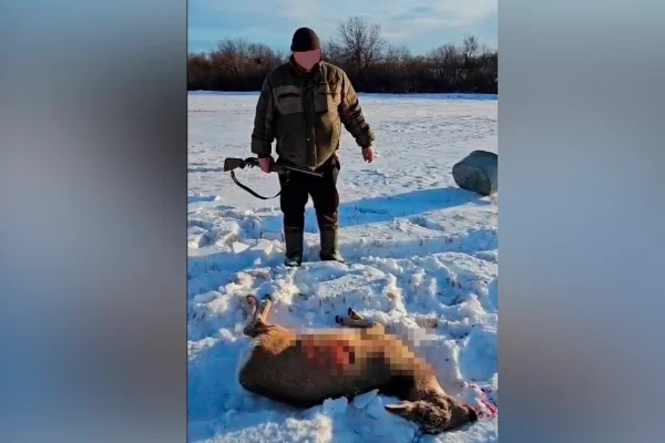 Кузбассовца обязали заплатить 120 тысяч рублей за убитую косулю