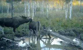 В российском нацпарке засняли ухаживания лосей