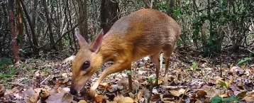 Фото: Редчайший олень размером с кролика впервые за 30 лет попал на видео  1