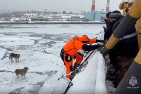 На Камчатке спасли дрейфовавших на льдине собак