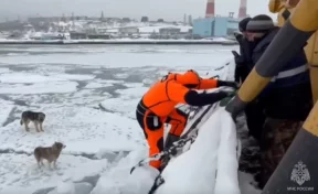 На Камчатке спасли дрейфовавших на льдине собак