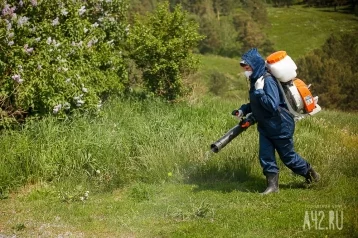 Фото: В Кузбассе за лето от укусов клещей пострадали более 30 000 человек 1