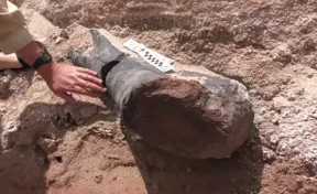 Археологи раскопали двухметровую кость гигантского динозавра