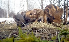 Самка дикого кабана родила 4 поросят в кузбасском заповеднике