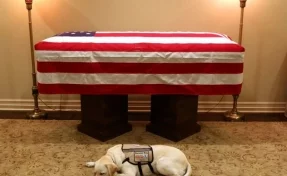 Фото лежащего у гроба Буша-старшего лабрадора заставило плакать пользователей Сети