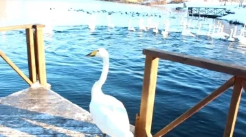 Фото: Выпуск спасённого в Кузбассе лебедя-кликуна в озеро на Алтае сняли на видео 1