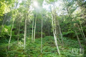 Фото: В Кузбассе лесничий допустил незаконную вырубку леса и получил штраф за халатность 1