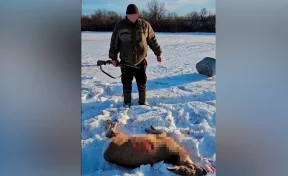 Кузбассовца обязали заплатить 120 тысяч рублей за убитую косулю