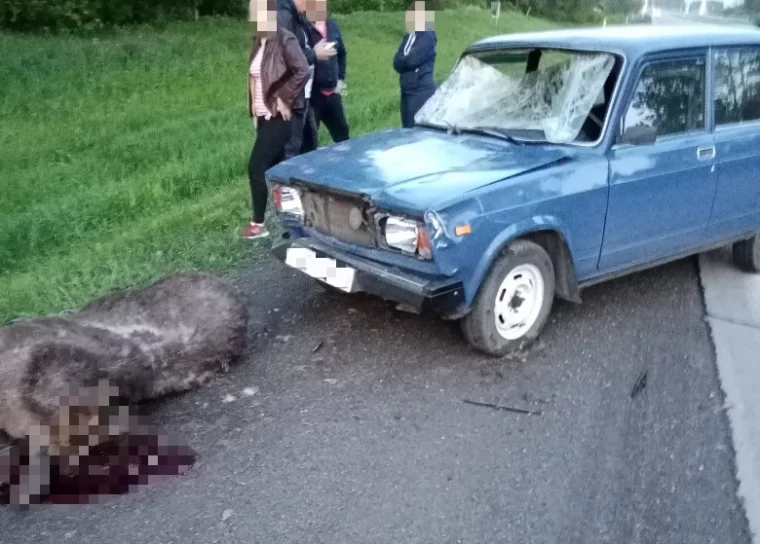 Фото: Легковой автомобиль насмерть сбил лося на кузбасской трассе 2