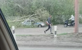 В Кемерове дерево упало на машину ДПС
