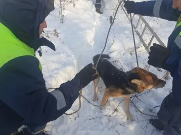 Фото: В Кемерове спасатели помогли собаке, которая провалилась в колодец 1