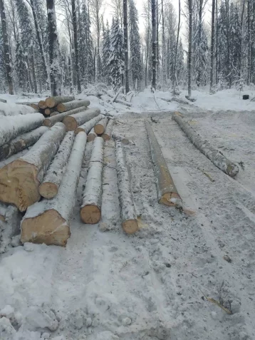 Фото: В Кузбассе предприниматель тайком рубил лес: ущерб превысил 1 млн рублей 1